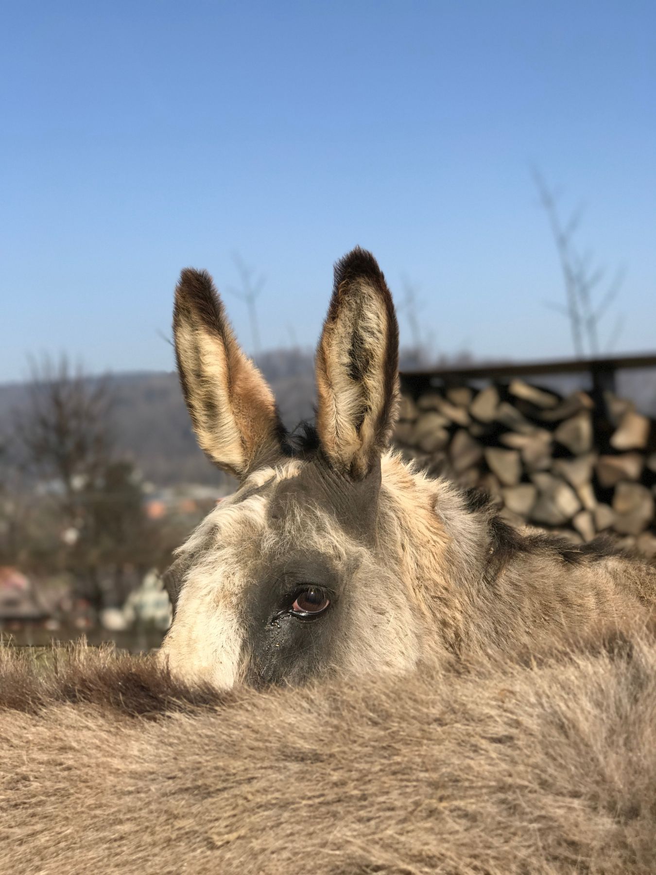 neubau ziegenstall - Flükiger Architektur GmbH